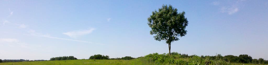 Feld mit einzelnem Baum